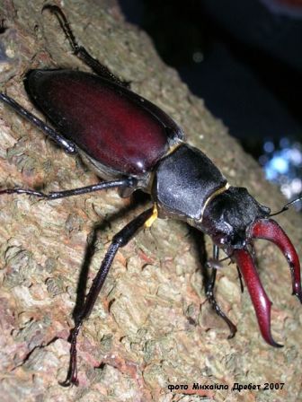 Lucanus cervus