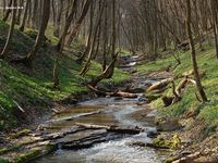 Panivets'ka Dacha reserve