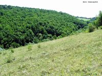 Врублівецький ліс