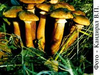 Збірання грибів